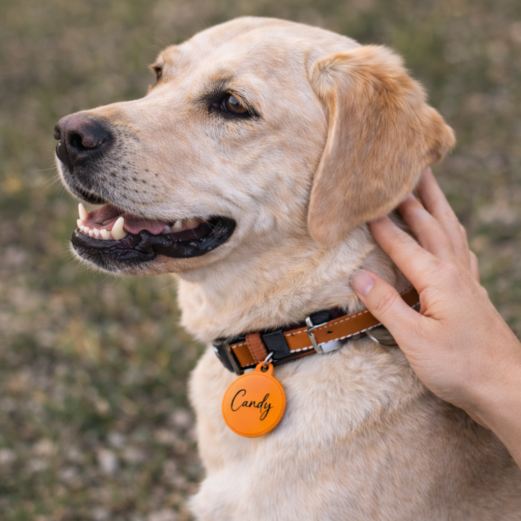 Die innovative Hundemarke