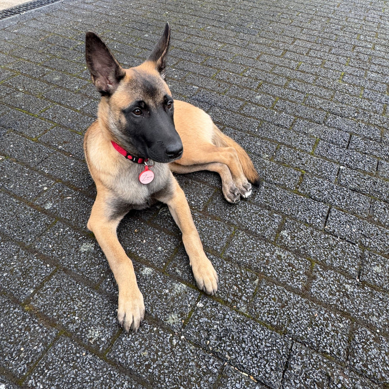 Mit Leidenschaft entwickelt